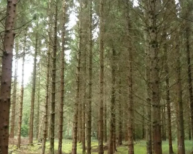 Apartament Shannon Oaks